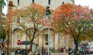 Hà Nội đẹp nao lòng mùa cây thay lá