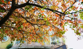 Hà Nội đẹp dịu dàng mùa cây thay lá