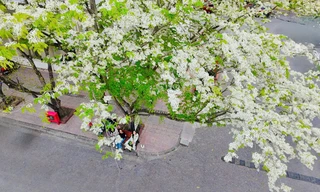 Mê mẩn ngắm hoa sưa nở trắng trời Hà Nội