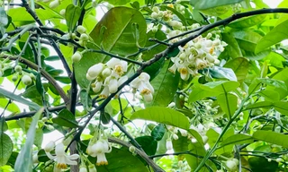 Hoa bưởi Diễn ngát hương và khoe sắc nở trắng xoá một góc trời Thủ đô