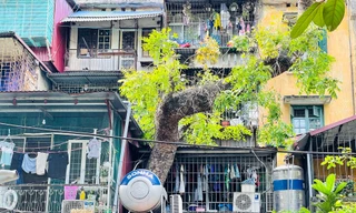 Kỳ lạ cây mọc 'xuyên thủng' nhiều căn nhà trong khu tập thể 60 tuổi ở Hà Nội