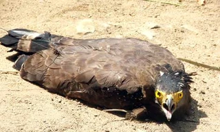 Con chim lạ có vóc dáng như đại bàng trước khi được thả về với thiên nhiên.