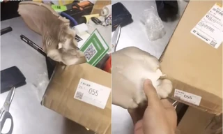 Hơn nửa tháng mới nhận được đơn online, chàng trai có luôn bữa ăn ngon vì gói hàng mọc nấm