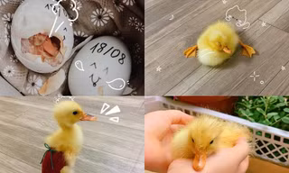 Được chăm như thú cưng, chú vịt con hài hước gây bão mạng xã hội vì cách ngủ "cưng xỉu"