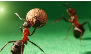 Giải Euro của những chú kiến