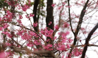 Mù Cang Chải rực rỡ trong Festival Khèn Mông và lễ hội hoa Tớ Dày 