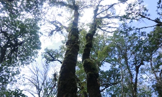 Những người 'vác tù và' bảo vệ rừng ở Yên Bái 