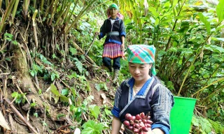 Trồng thảo quả dưới tán rừng, đồng bào Mông ở Mù Cang Chải thoát nghèo