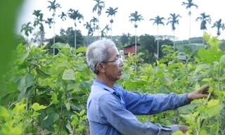 Yên Bái: Nỗ lực 'cứu' vùng trồng cây trái bị bão lũ vùi lấp 