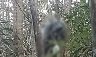 Đi bắt ong rừng, người đàn ông bị tai nạn tử vong