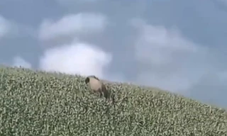 Phát hiện voi rừng trên nương ngô tại Sơn La