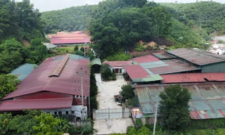 Trại lợn không phép quy mô lớn giữa thành phố Yên Bái