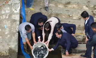 Thả 8 tấn cá bổ sung nguồn thủy sản cho hồ nhân tạo lớn nhất Yên Bái