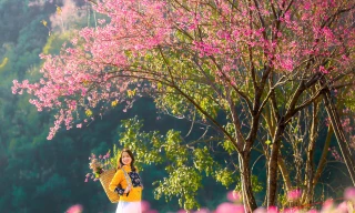 Hoa Tớ Dày bung nở rực rỡ khắp núi rừng Tây Bắc