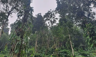 Mục sở thị 'đại ngàn xanh' ở Yên Bái