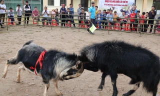 Lên vùng cao Mù Cang Chải xem hội chọi dê
