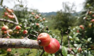 Lên vùng cao Mù Cang Chải hái táo Mèo cùng đồng bào Mông