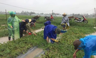 Thanh niên đội mưa giúp dân “cứu dưa chạy bão“
