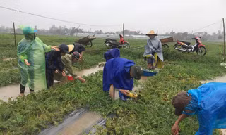 Thanh niên đội mưa giúp dân “cứu dưa chạy bão“