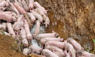 Vì sao gần 100 con lợn bị vứt bỏ bên đường?