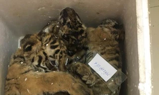 Cảnh sát phát hiện 5 cá thể hổ trên xe ô tô