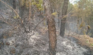 Một người đàn ông bị lửa thiêu tử vong khi chữa cháy rừng