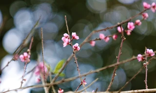 Ngắm hoa đào khoe sắc trên 'cổng trời' mù sương