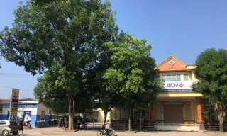 Sửa chữa điện ở cơ quan, một nhân viên ngân hàng bị giật tử vong