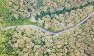 Đẹp 'hút hồn' rừng Săng lẻ nguyên sinh mùa đổ lá