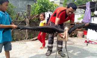 Chim quý hiếm sải cánh hơn 2m sa ruộng lúa Hà Tĩnh