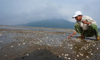Xác định nguyên nhân ngao chết hàng loạt ở Hà Tĩnh