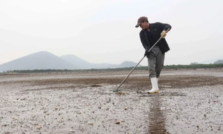 Ngao chết trắng bãi bất thường, nhiều hộ dân lâm cảnh khó khăn
