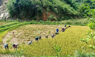 Áo xanh tình nguyện vùng biên giới gặt lúa giúp dân giữa trời 'đổ lửa'