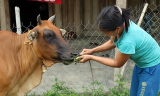 Dân miền núi khốn khổ vì đàn bò thi nhau đổ bệnh