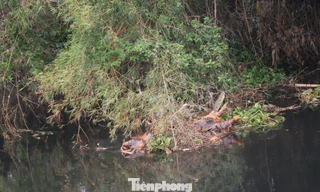 Ô nhiễm nghiêm trọng sông Đào, sông Vinh