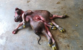 Con nghé 8 chân, 2 đầu. 