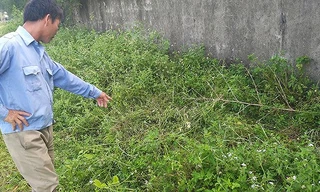 Tin mới nghi án 2 nam sinh 14 tuổi xâm hại bé lớp 2 sau bờ tường