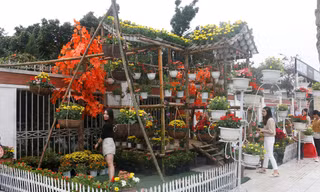 Rực rỡ đường hoa thành phố Vinh những ngày áp tết
