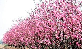 Nghệ An không có đào rừng, người dân thoải mái buôn bán 