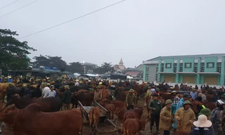 ‘Tất niên’ phiên chợ trâu bò lớn nhất Bắc Trung Bộ