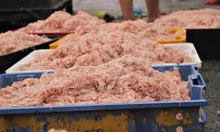 Ngư dân Hà Tĩnh hốt 'lộc trời' đầu năm, kiếm tiền triệu sau vài giờ ra khơi