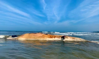 Cá Ông 'khủng', nặng 10 tấn dạt vào bờ biển Hà Tĩnh