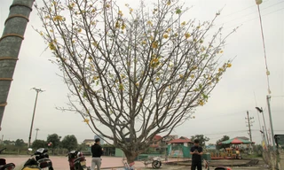 'Cụ mai 'xuống phố được trả giá trăm triệu đồng ở Hà Tĩnh