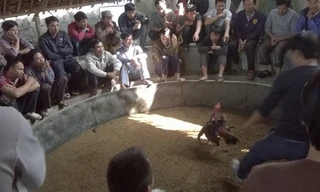 Biến xưởng sản xuất đá lạnh thành sới gà, hơn 20 đối tượng bị bắt giữ