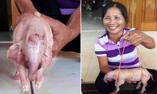 Dân hiếu kỳ đổ xô xem 3 lợn con có mõm dài như vòi voi