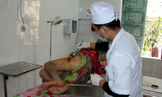 Nghệ An: Trâu phản chủ húc tung cụ bà lên không trung