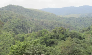 Khu vực rừng sẽ biến mất nếu thủy điện Tiền Phong được triển khai.