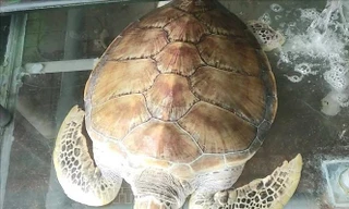 Cá thể rùa đang được chủ nhà hàng chăm sóc.