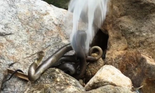 Nghệ An: Thả 10 cá thể trăn, rắn hổ mang, rùa về rừng tự nhiên