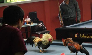 Đá gà trên bàn bida